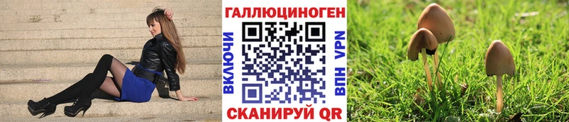 Купить где  Новый Оскол  Галлюциногенные грибы Psilocybe 